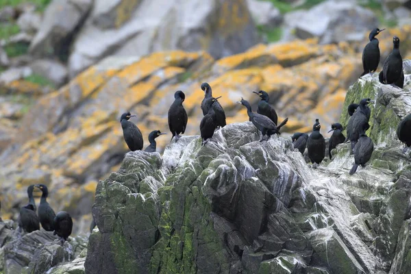 Europese Shag Gewone Shag Phalacrocorax Aristotelis Eiland Runde Norway — Stockfoto