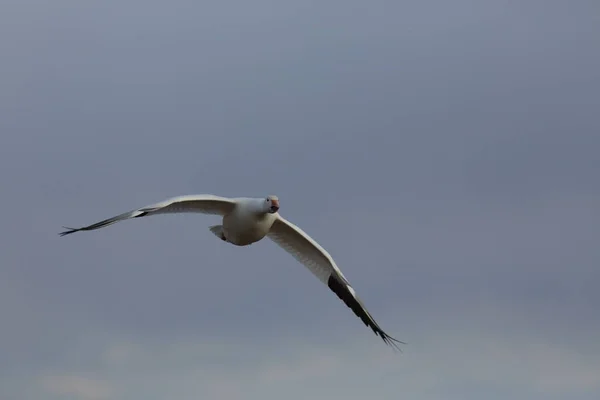 Snow Geese Bosque Del Apache Winter New Mexico Usa — Stock Photo, Image