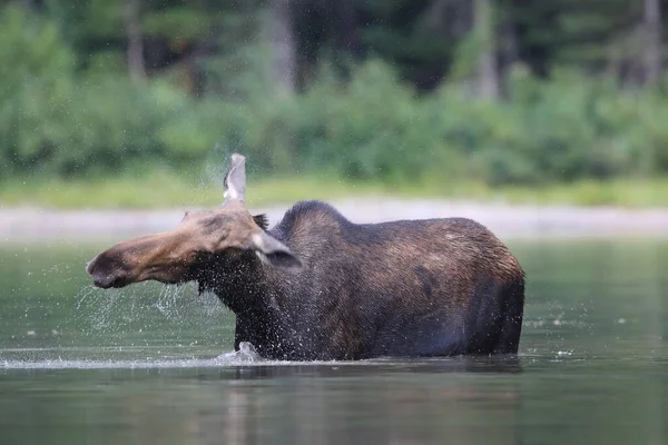 Moose Feeding Pond Glacier National Park Montana Usa — Stock Photo, Image