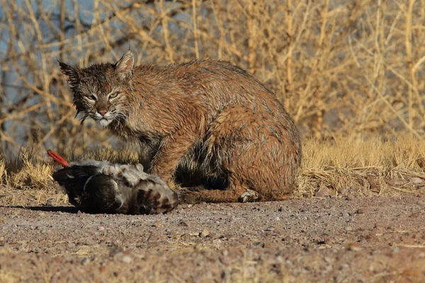 Bobcat Lynx Rufus Bosque Del Apache National Wildlife Refuge — Foto Stock