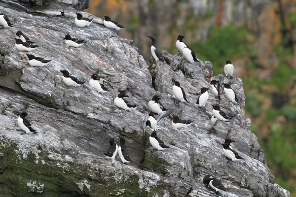 Razorbill Alca Torda 岛北隆德 — 图库照片