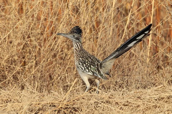 Roadrunner Bosque Del Apache Wildlife Refugium New Mexico — Stockfoto