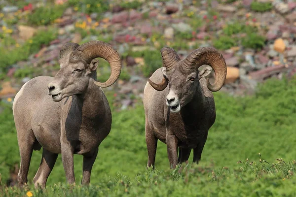 Bighorn Sheep Natuurlijke Habitat Glacier National Park Montana Usa — Stockfoto