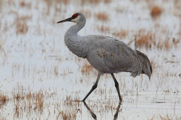 Grúa Arena Grus Canadensis Bosque Del Apache National Wildlife Refuge — Foto de Stock