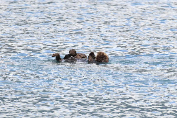 Nutria Marina Flotante Kalan Asiático Enhydra Lutris Lutris Alaska Estados — Foto de Stock