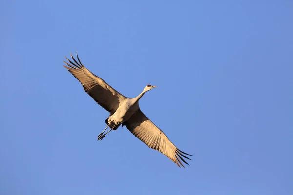 Guindaste Areia Grus Canadensis Bosque Del Apache National Wildlife Refuge — Fotografia de Stock