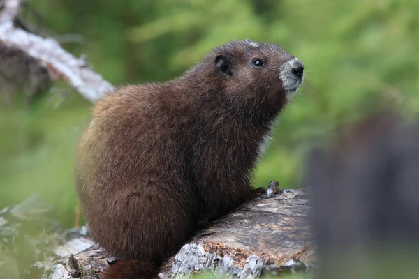 Vancouver Island Marmot Marmota Vancouverensis Mount Washington Habitat Natural Vancouver — Fotografia de Stock