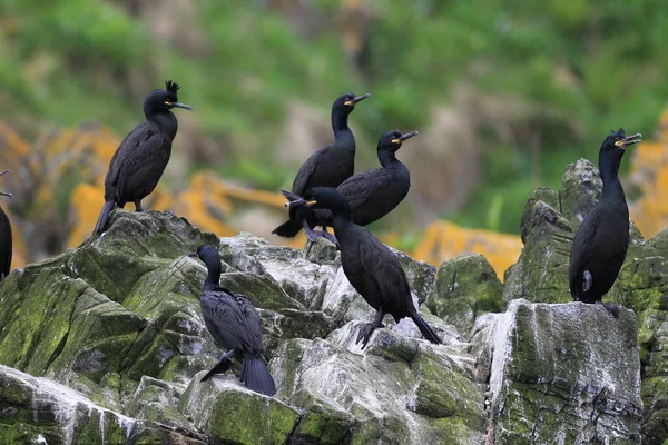 Europeu Shag Comum Shag Phalacrocorax Aristotelis Ilha Runde Norway — Fotografia de Stock