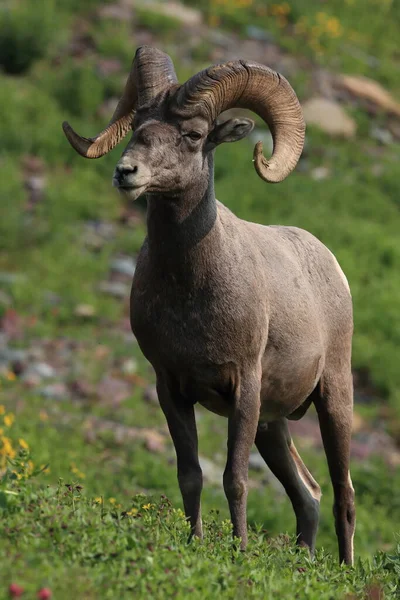 Mouflon Amérique Dans Habitat Naturel Parc National Des Glaciers Montana — Photo