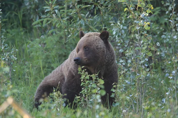 Joven Oso Pardo Canadienses Rockies — Foto de Stock