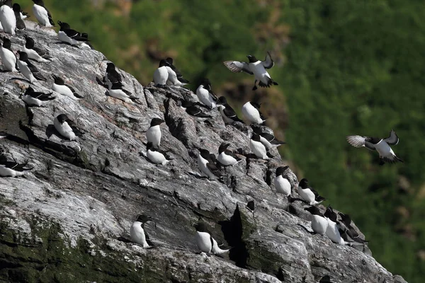 Razorbill Alca Torda Île Runde Nord — Photo