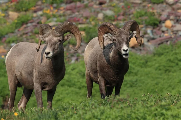 Bighorn Sheep Natuurlijke Habitat Glacier National Park Montana Usa — Stockfoto