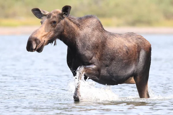 Moose Feeding Pond Glacier National Park Montana États Unis — Photo