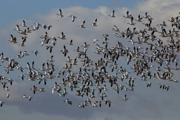 Gansos Neve Bosque Del Apache Inverno Novo México Eua — Fotografia de Stock