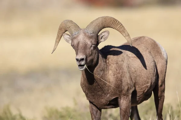 Oveja Bighorn Yellowstone — Foto de Stock