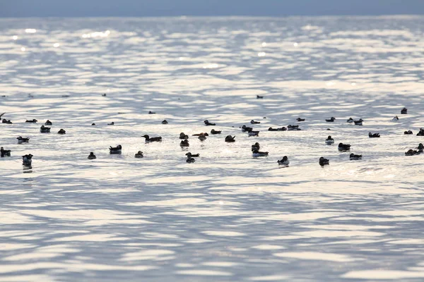 Atlantlunnefågel Fratercula Arctica Norge — Stockfoto