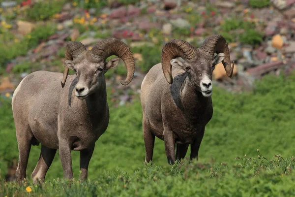 Bighorn Sheep Naturalnym Środowisku Park Narodowy Glacier Montana Usa — Zdjęcie stockowe