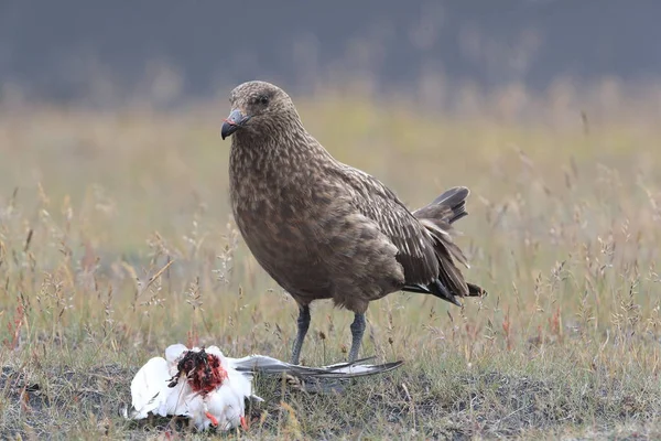 Grande Skua Stercorarius Skua Alimentando Tern Ártico Morto Islândia — Fotografia de Stock