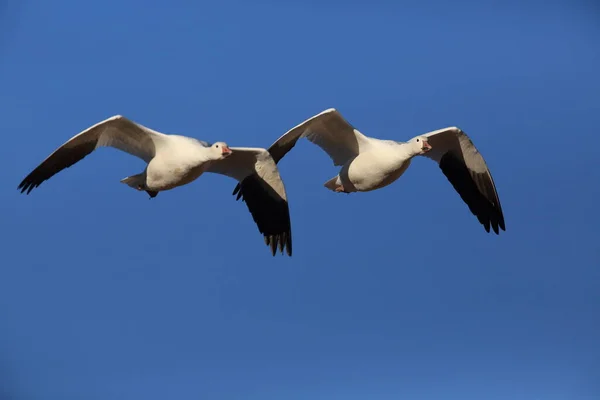 Schneegänse Bosque Del Apache Winter New Mexico Usa — Stockfoto