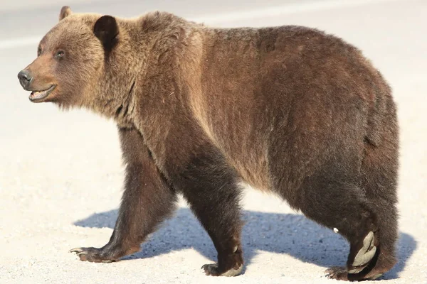 Jovem Urso Pardo Rockies Canadenses — Fotografia de Stock