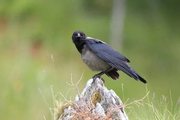 Серый Ворон Ворона Капюшоне Corvus Corone Cornix Norway — стоковое фото