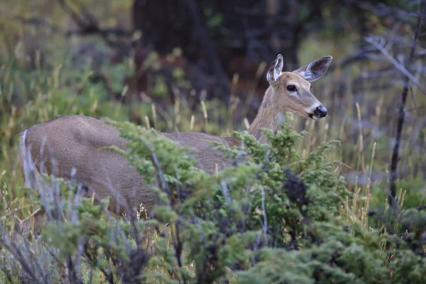 Jeleń Biały Park Narodowy Yellowstone — Zdjęcie stockowe