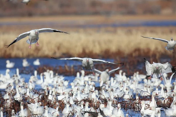 Sněžné Husy Bosque Del Apache Zimě Nové Mexiko Usa — Stock fotografie