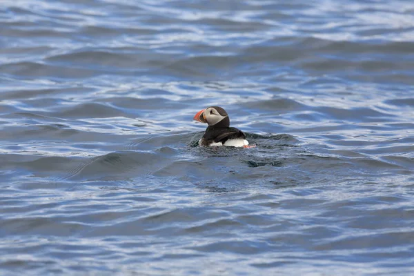 Atlantlunnefågel Fratercula Arctica Norge — Stockfoto