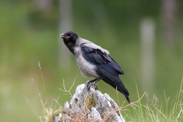 Сірий Ворон Єднаний Ворон Corvus Corone Cornix Норвегія — стокове фото