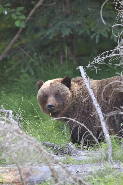 Fiatal Grizzly Medve Kanadai Sziklás — Stock Fotó