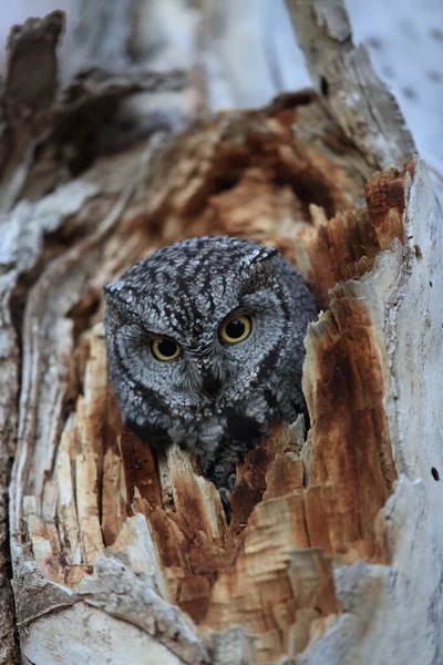 Western Screech Owl Megascops Kennicottii Mexikó — Stock Fotó