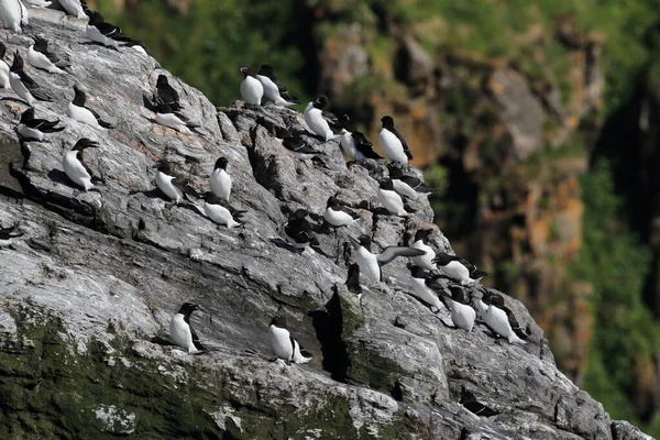 Razorbill Alca Torda Island Runde Norway — стокове фото