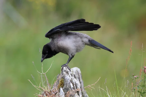 Corvo Cinzento Corvo Com Capuz Corvus Corone Cornix Noruega — Fotografia de Stock