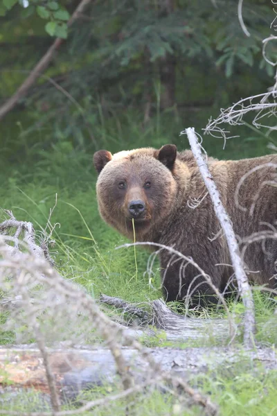 Giovane Grizzly Orso Roccie Canadesi — Foto Stock