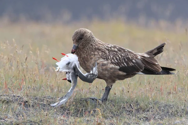 Великий Скуа Stercorarius Skua Питается Мертвой Арктической Крачкой Исландии — стоковое фото