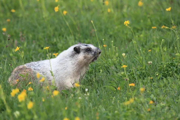 Hoary Marmot Marmota Caligata Logan Pass Glacier Nationalpark Montana Usa — Stockfoto