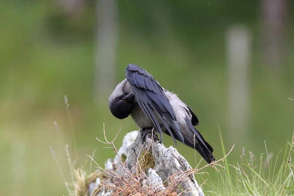 Grijze Kraai Kraai Met Kap Corvus Corone Cornix Noorwegen — Stockfoto
