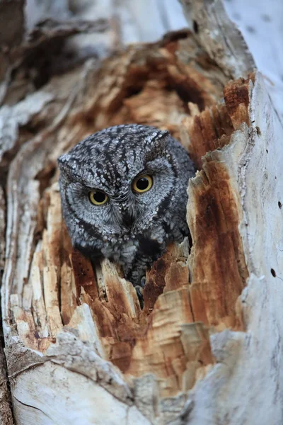 Western Screech Owl Megascops Kennicottii Mexikó — Stock Fotó