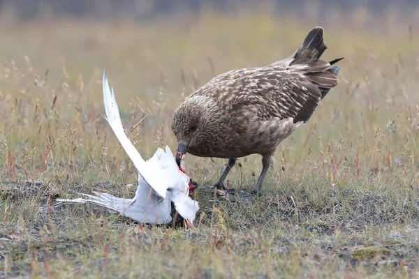 Grande Skua Stercorarius Skua Alimentando Tern Ártico Morto Islândia — Fotografia de Stock