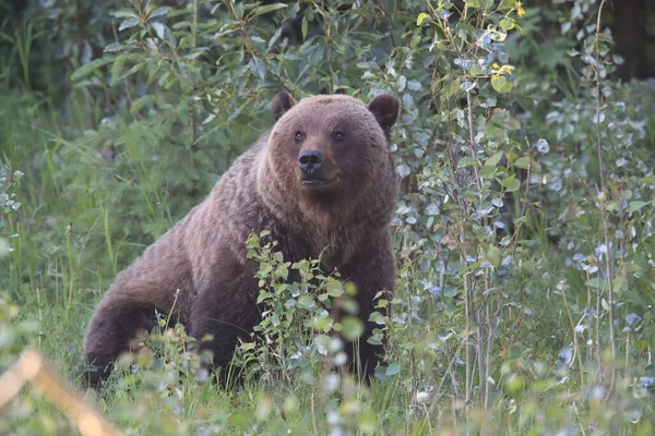 Giovane Grizzly Orso Roccie Canadesi — Foto Stock