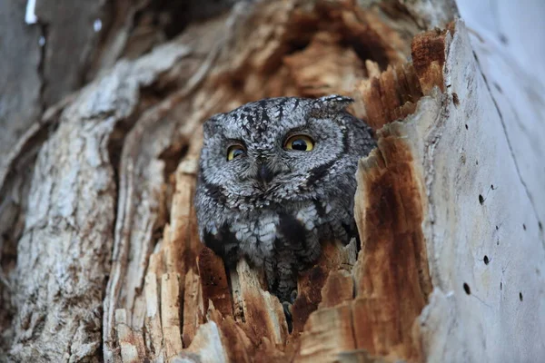 Western Screech Owl Megascops Kennicottii Tree New Mexico — Stock Photo, Image