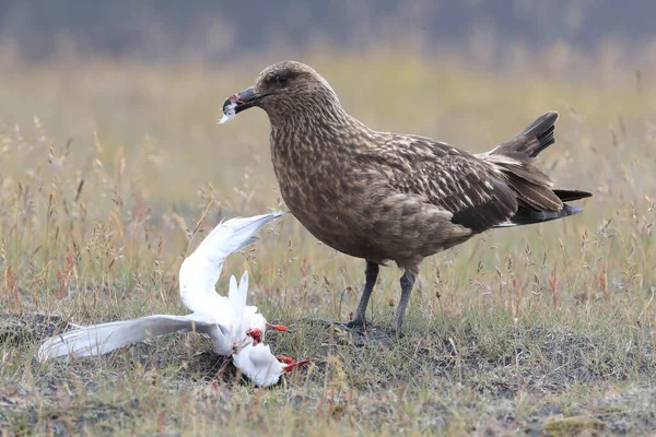 Skua Stercorarius Skua Ernährt Sich Von Toten Eisseeschwalben Island — Stockfoto