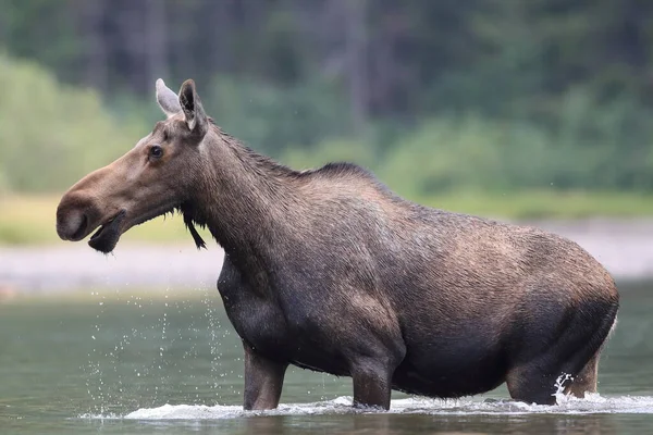 Moose Feeding Pond Dans Parc National Des Glaciers Dans Montana — Photo