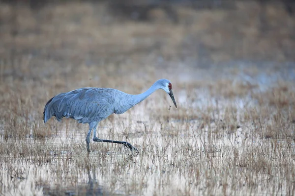 Grue Blanche Grus Canadensis Bosque Del Apache National Wildlife Refuge — Photo