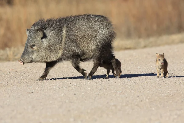 Javelina Bosque Del Apache National Wildlife Refuge New Mexico — Stok Foto