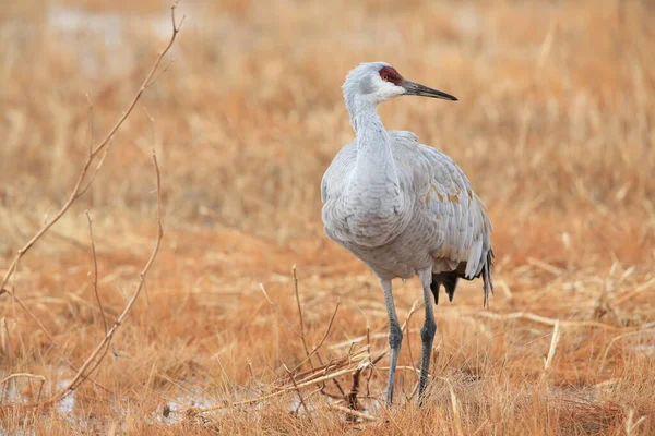 Кран Песчаном Холме Grus Canadensis Национальном Заповеднике Дикой Природы Боске — стоковое фото