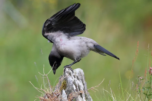 Γκρι Κοράκι Κουκουλοφόρο Κοράκι Corvus Corone Cornix Νορβηγία — Φωτογραφία Αρχείου