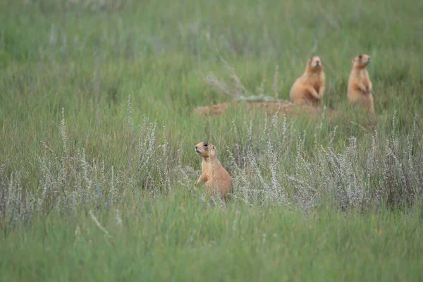 Utah Prairie Dog Parque Nacional Bryce Canyon — Foto de Stock