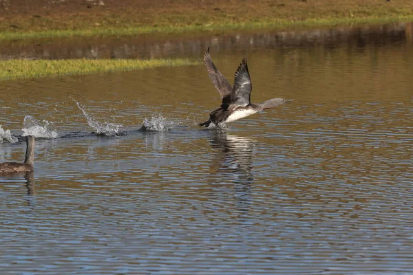 Loon Garganta Vermelha América Norte Mergulhador Garganta Vermelha Grã Bretanha — Fotografia de Stock