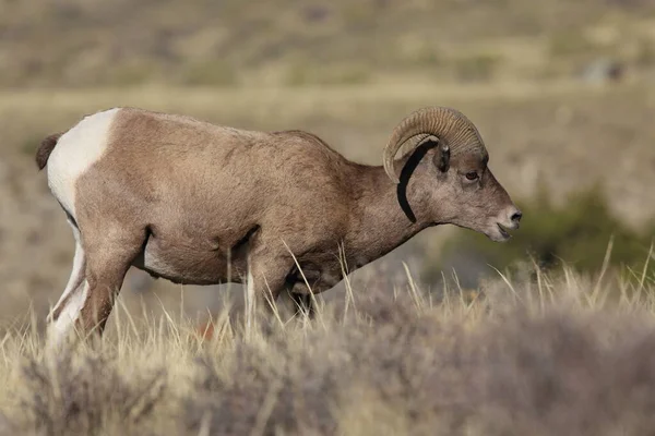 Mouflon Amérique Yellowstone — Photo